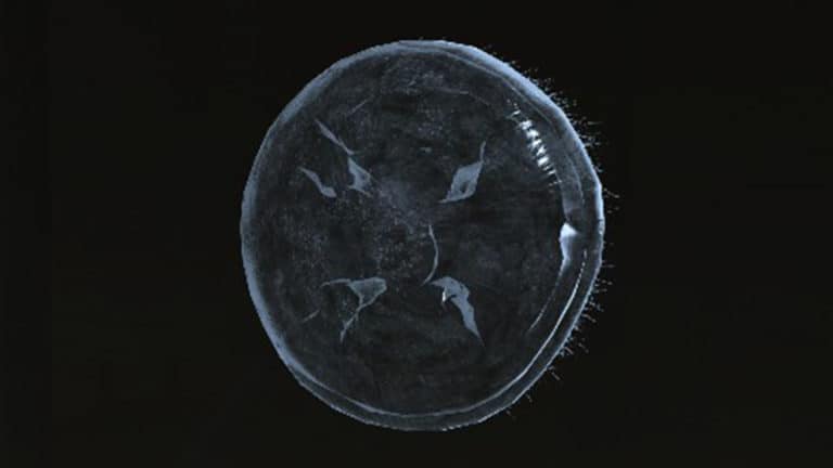 Jellyfish Shield in Elden Ring Featured