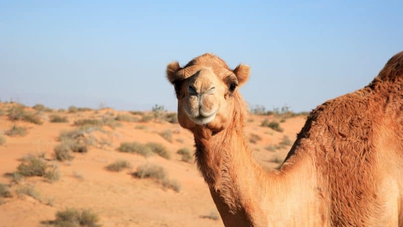 Wordle hump day May 18 camel